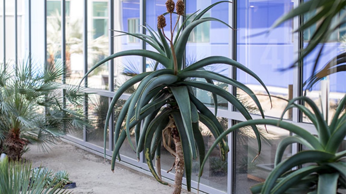 Agave plant in hospital's healing garden