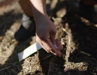 Person planting seeds